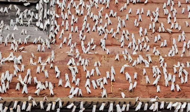 गोरखा दरबारमा सेतो पुतलीको बिगबिगी, शापुको त्रास