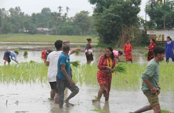 झापा जिल्लामा चौसठ्ठी दशमलव एकासी प्रतिशत रोपाई सम्पन्न