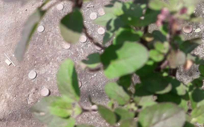 ब्रत बसेर तुलसी रोपी एकादशी पर्व मनाईदै